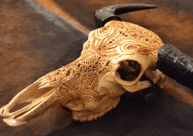 Buffel schedels en Longhorn Schedels | Groot aanbod | Altijd Puntgaaf